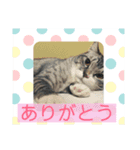 そらまめwithひな（個別スタンプ：16）