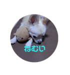 チワワ挨拶2（個別スタンプ：1）