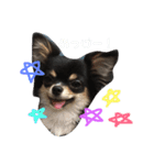 チワワのオレオ君♡（個別スタンプ：8）