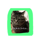 天使のうさぎのご挨拶9（個別スタンプ：11）