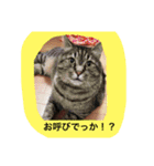 天使のうさぎのご挨拶9（個別スタンプ：12）