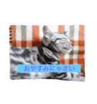 癒しアメショー（個別スタンプ：2）