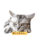 癒しアメショー（個別スタンプ：3）