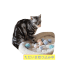 癒しアメショー（個別スタンプ：4）