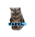 癒しアメショー（個別スタンプ：5）