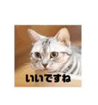 癒しアメショー（個別スタンプ：7）