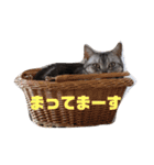 癒しアメショー（個別スタンプ：10）