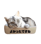 癒しアメショー（個別スタンプ：11）