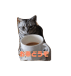 癒しアメショー（個別スタンプ：12）