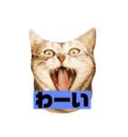 癒しアメショー（個別スタンプ：13）