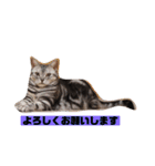 癒しアメショー（個別スタンプ：14）