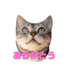 癒しアメショー（個別スタンプ：15）