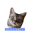 癒しアメショー（個別スタンプ：16）
