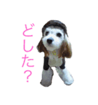 ティアラ姫とジュエル姫（個別スタンプ：1）
