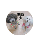 マルチーズ＆トイプードル（個別スタンプ：9）