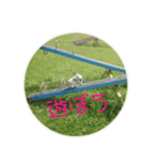 えつおさん(猫)の公園編（個別スタンプ：4）