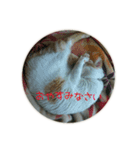 えつおさん(猫)の公園編（個別スタンプ：6）