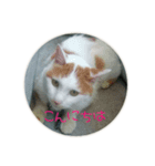 えつおさん(猫)の公園編（個別スタンプ：8）