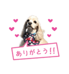 コッカーの仲間たち（個別スタンプ：1）