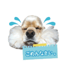 コッカーの仲間たち（個別スタンプ：2）