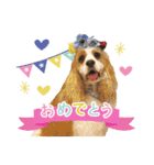 コッカーの仲間たち（個別スタンプ：9）
