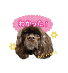 コッカーの仲間たち（個別スタンプ：11）
