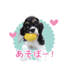 コッカーの仲間たち（個別スタンプ：13）