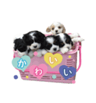 コッカーの仲間たち（個別スタンプ：15）