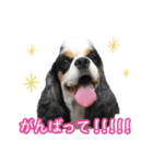 コッカーの仲間たち（個別スタンプ：16）