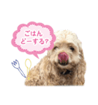 コッカーの仲間たち（個別スタンプ：23）