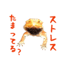 あごひげなトカゲの一日（個別スタンプ：34）