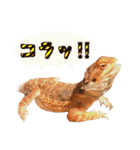 あごひげなトカゲの一日（個別スタンプ：35）