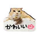 ちくわくんスタンプ（個別スタンプ：19）