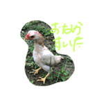 bird9040（個別スタンプ：8）