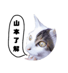 猫の雪那くん 写真スタンプ（山本専用ver）（個別スタンプ：1）