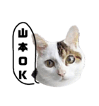 猫の雪那くん 写真スタンプ（山本専用ver）（個別スタンプ：2）