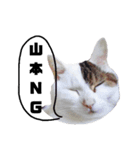 猫の雪那くん 写真スタンプ（山本専用ver）（個別スタンプ：3）