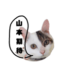 猫の雪那くん 写真スタンプ（山本専用ver）（個別スタンプ：4）