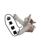 猫の雪那くん 写真スタンプ（山本専用ver）（個別スタンプ：5）