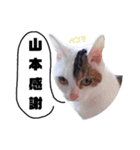 猫の雪那くん 写真スタンプ（山本専用ver）（個別スタンプ：7）