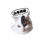 猫の雪那くん 写真スタンプ（山本専用ver）（個別スタンプ：8）