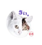 猫の雪那くん 写真スタンプ（山本専用ver）（個別スタンプ：10）