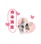 猫の雪那くん 写真スタンプ（山本専用ver）（個別スタンプ：11）