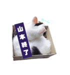 猫の雪那くん 写真スタンプ（山本専用ver）（個別スタンプ：12）
