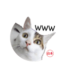 猫の雪那くん 写真スタンプ（山本専用ver）（個別スタンプ：15）