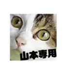 猫の雪那くん 写真スタンプ（山本専用ver）（個別スタンプ：16）