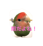 ピータンの日常2（個別スタンプ：1）