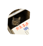 おうちニャンコ きんた＆ヒメ2（個別スタンプ：6）