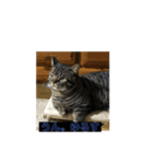 おうちニャンコ きんた＆ヒメ2（個別スタンプ：8）