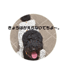 バニバニクータン 2（個別スタンプ：15）